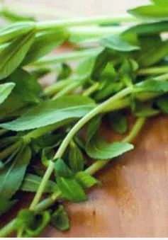 Tác dụng của rau ngổ không phải ai cũng biết