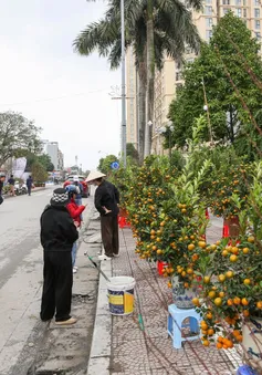 Hà Nội: Tiểu thương đưa đào, quất xuống phố đón Tết về