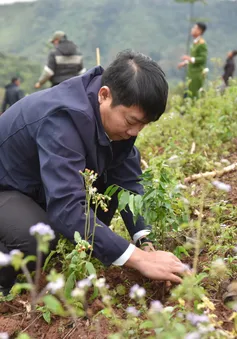 Tết An Bình 2024: Phát động gây quỹ tài trợ 50.000 cây gỗ lớn cho người dân Quảng Bình