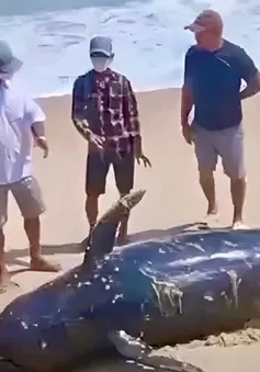 Xác cá voi nặng gần 1 tấn dạt vào bờ biển Khánh Hòa