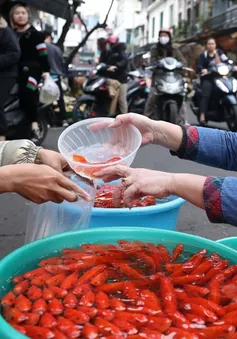 Giá cá chép đỏ thấp hơn mọi năm