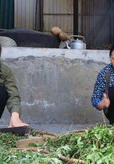 Bảo tồn và phát huy kho báu thuốc nam tại Ninh Bình