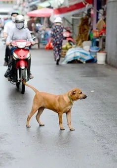 Đề xuất nuôi chó, mèo phải đăng ký với xã, phường