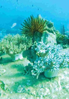 Nhặt rác đáy biển bảo vệ rạn san hô vịnh Nha Trang