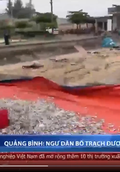 Ngư dân huyện Bố Trạch, tỉnh Quảng Bình được mùa cá cơm