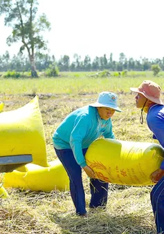 Cơ hội gia tăng giá trị gạo Việt