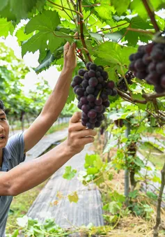 Học Bác tinh thần vượt khó, chàng trai thử nghiệm thành công trồng nho đen không hạt