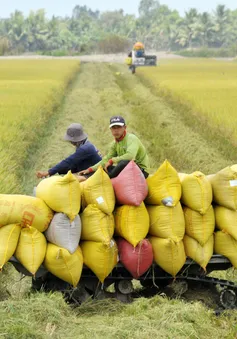 Nông dân mừng vì lúa vụ đông xuân được mùa, được giá