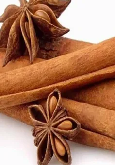 Gỡ khó cho xuất khẩu tinh dầu quế