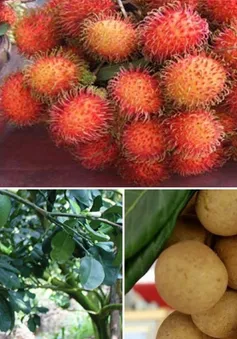 Các nước châu Á tăng nhập trái cây từ Việt Nam