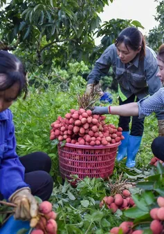 Bắc Giang xúc tiến tiêu thụ vải thiều