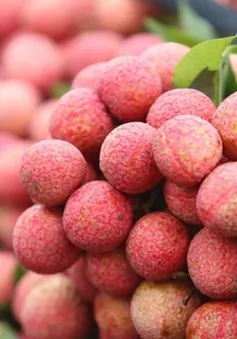 Vải thiều được giá vì... mất mùa?