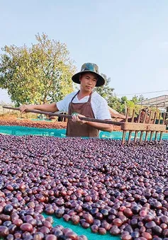 Tăng chất lượng nông sản, đảm bảo mục tiêu xuất khẩu