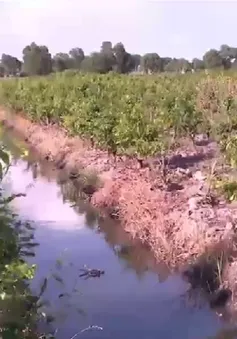 Vùng trồng mai tìm giải pháp đối phó hạn mặn