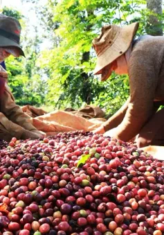 Xuất khẩu cà phê đối mặt nỗi lo giảm sản