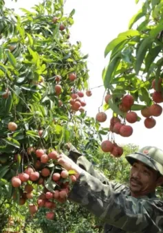 Liên kết vùng, tăng chế biến để tiêu thụ nhãn, vải vào mùa