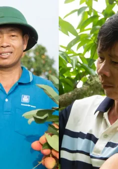 Vải thiều mất mùa: Kẻ khóc - người cười