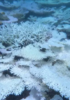 San hô tại Côn Đảo bị tẩy trắng do nhiệt độ nước biển tăng cao