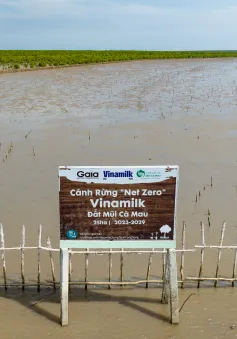 Cánh rừng Net Zero Vinamilk tại Cà Mau đón những đàn chim trở về