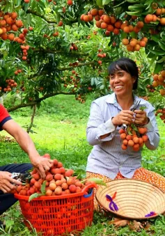 Giá vải thiều cao, doanh nghiệp nỗ lực giữ thị trường xuất khẩu