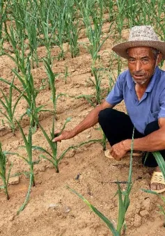 Trung Quốc: Nông dân Sơn Đông mất 90% vụ mùa vì nắng nóng