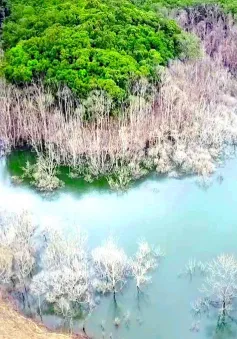 Kon Tum chỉ đạo xử lý kiểm điểm trách nhiệm vụ thủy điện làm ngập chết 25 ha rừng