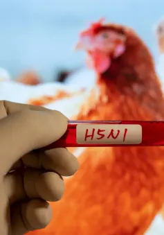 Phát hiện đặc tính mới khiến virus H5N1 dễ lây cho người