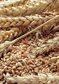 Sản lượng ngũ cốc năm 2024 dự kiến cao kỷ lục