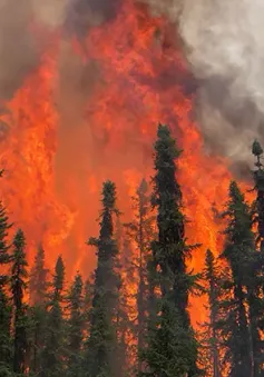 Cháy rừng ở tỉnh Alberta, chính quyền Canada ban hành lệnh hạn chế đốt lửa