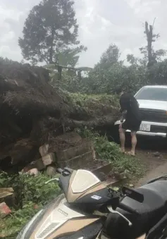 Cây cổ thụ bật gốc, đè bẹp ô tô ở Đắk Lắk