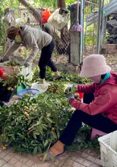 Thủ phủ nhãn lồng Hưng Yên khẩn trương cho vụ thu hoạch