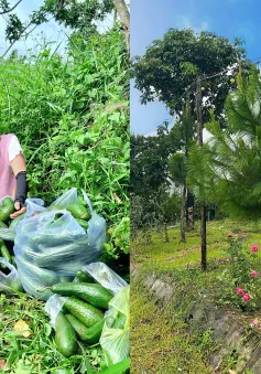 Trải nghiệm làm vườn, "sống chậm" cùng thiên nhiên ở các nông trại xanh