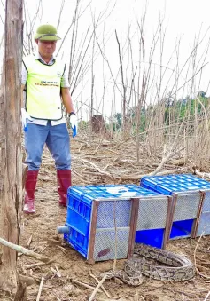 36 cá thể động vật hoang dã quý hiếm được thả về môi trường tự nhiên