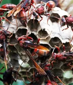 Suy thận cấp do ong vò vẽ đốt