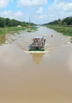 Lũ đầu mùa đang về cao hơn năm ngoái tại Đồng bằng sông Cửu Long