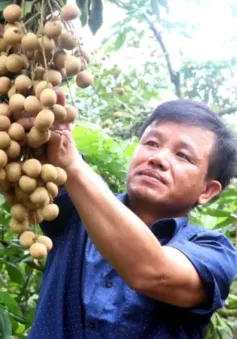 Mở rộng đầu ra cho nhãn lồng Hưng Yên