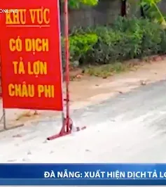 Phát hiện dịch tả lợn châu Phi ở hai xã, Đà Nẵng tạm dừng hoạt động giết mổ lợn tại vùng dịch