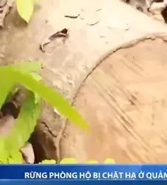 Rừng phòng hộ bị chặt hạ ở Quảng Trị