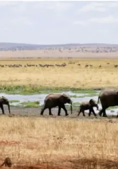 Hạn hán nghiêm trọng, Namibia có kế hoạch giết hơn 700 động vật và phân phối thịt cho người dân