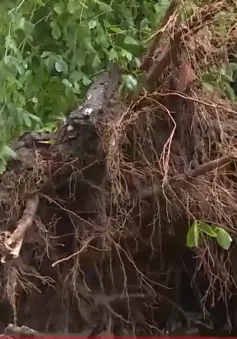 Làm thế nào để khắc phục và chăm sóc cây đổ sau bão?