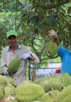 Bất ổn từ thị trường tiêu thụ sầu riêng