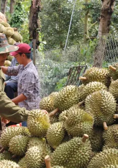 Sầu riêng xuất khẩu Trung Quốc sẽ sớm vượt kim ngạch 10 tỷ USD