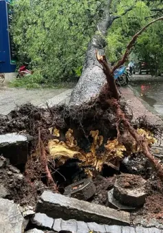 Cây xanh lâu năm bật gốc đè hàng loạt xe máy