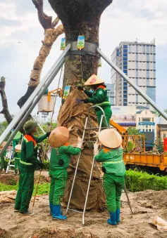 Hải Phòng: Truyền dưỡng chất, áp dụng nhiều phương pháp để "hồi sinh" cây xanh