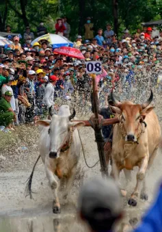 An Giang tổ chức Hội đua bò Bảy Núi