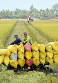 Gạo Việt Nam có bị ảnh hưởng khi Ấn Độ nới lỏng xuất khẩu?