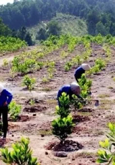 Hợp tác triển khai các dự án trồng và bảo tồn rừng, cùng người dùng góp phần giảm phát thải carbon