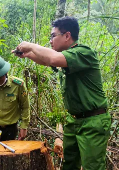 Nhân viên bảo vệ rừng cấu kết với lâm tặc đốn hạ gỗ quý ở Lâm Đồng