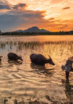 Khám phá mùa len trâu kỳ thú ở Đồng Tháp Mười