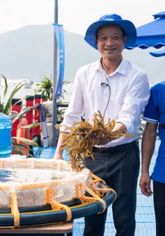 Trồng rong biển: Đầu tư thấp, lợi nhuận kép